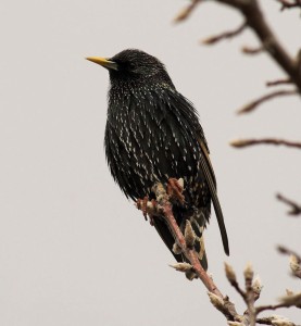 Common Starling by Julian Robinson
