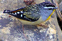 A male Spotted Pardalote